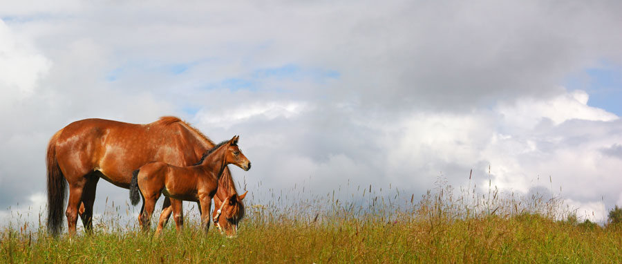 horseback riding equestrian horse breeding boarding